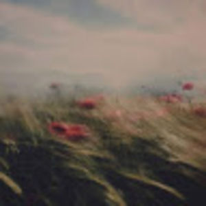 Meet your Posher, Rose